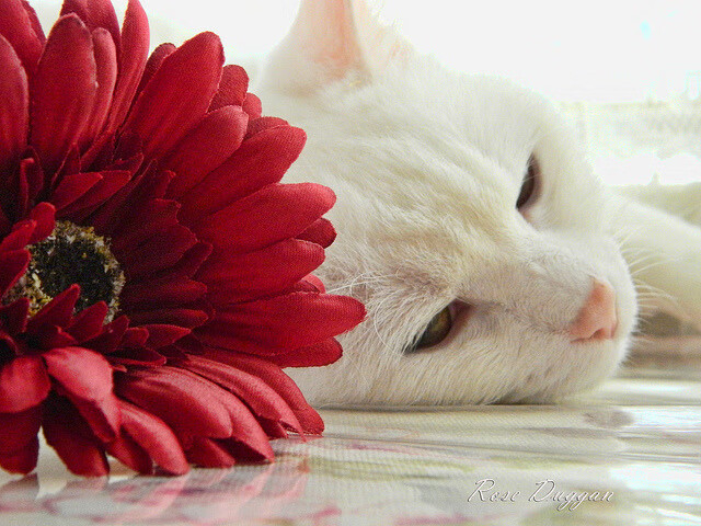 开云官方网页登录-英超比赛中裁判吹罚尺度对战术执行的微观影响,英超裁判口哨