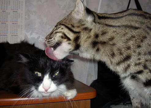 KAIYUNAPP-青少年体育活动中的家庭支持系统作用研究,家庭体育的开展