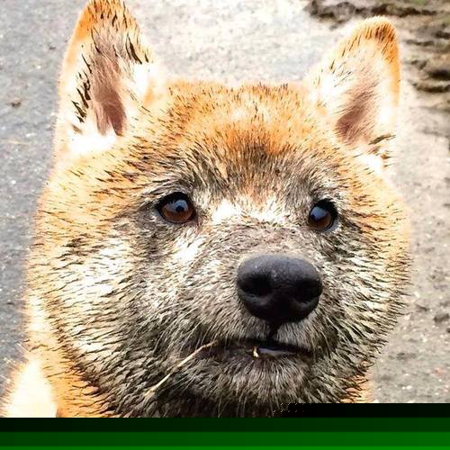 开云平台-中国三人篮球男队完善攻防切换节奏，三人篮球 中国男篮