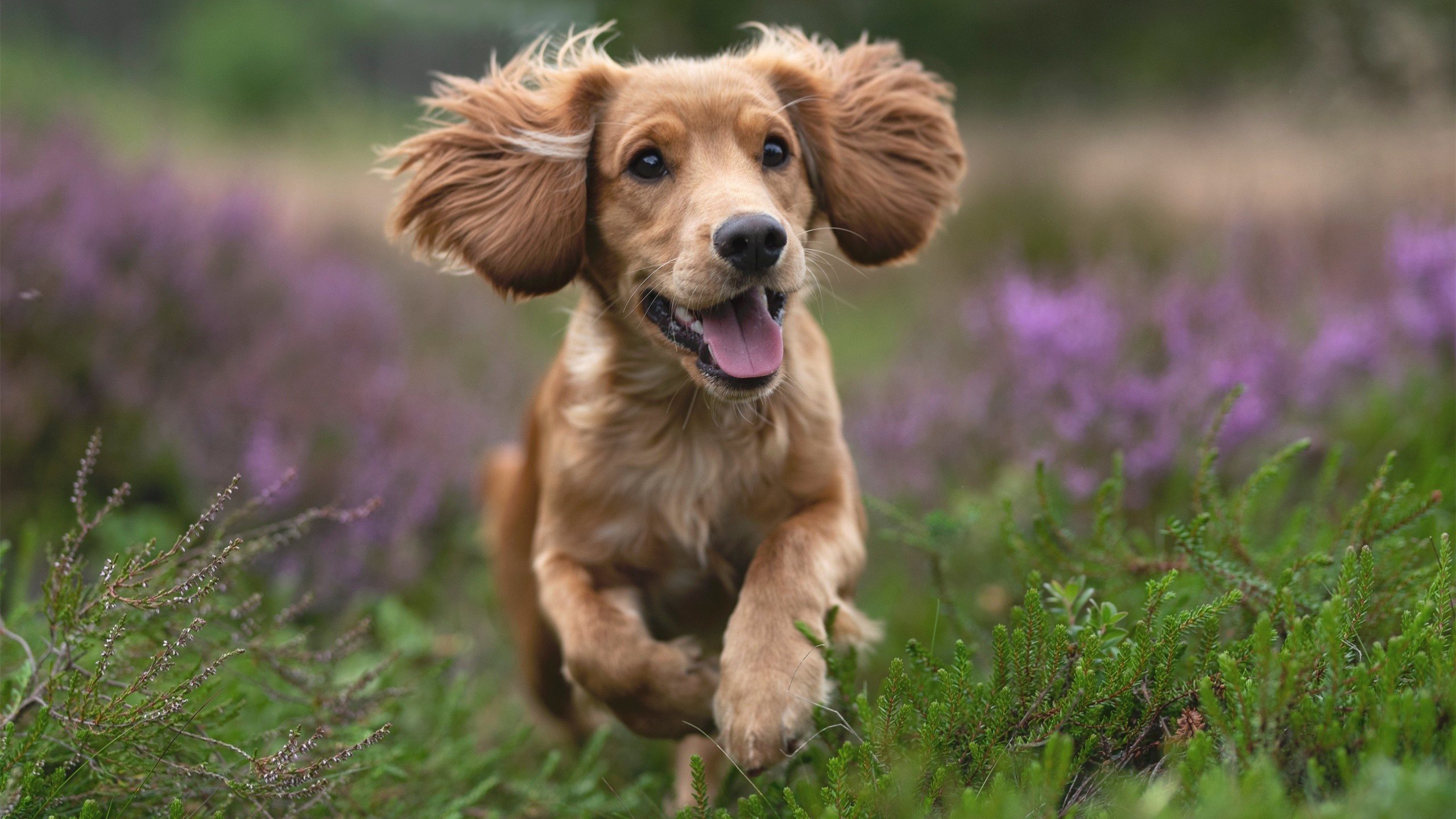 kaiyun官方网站-中国男篮强调训练强度控制伤病风险，中国男篮面临一个可怕的对手