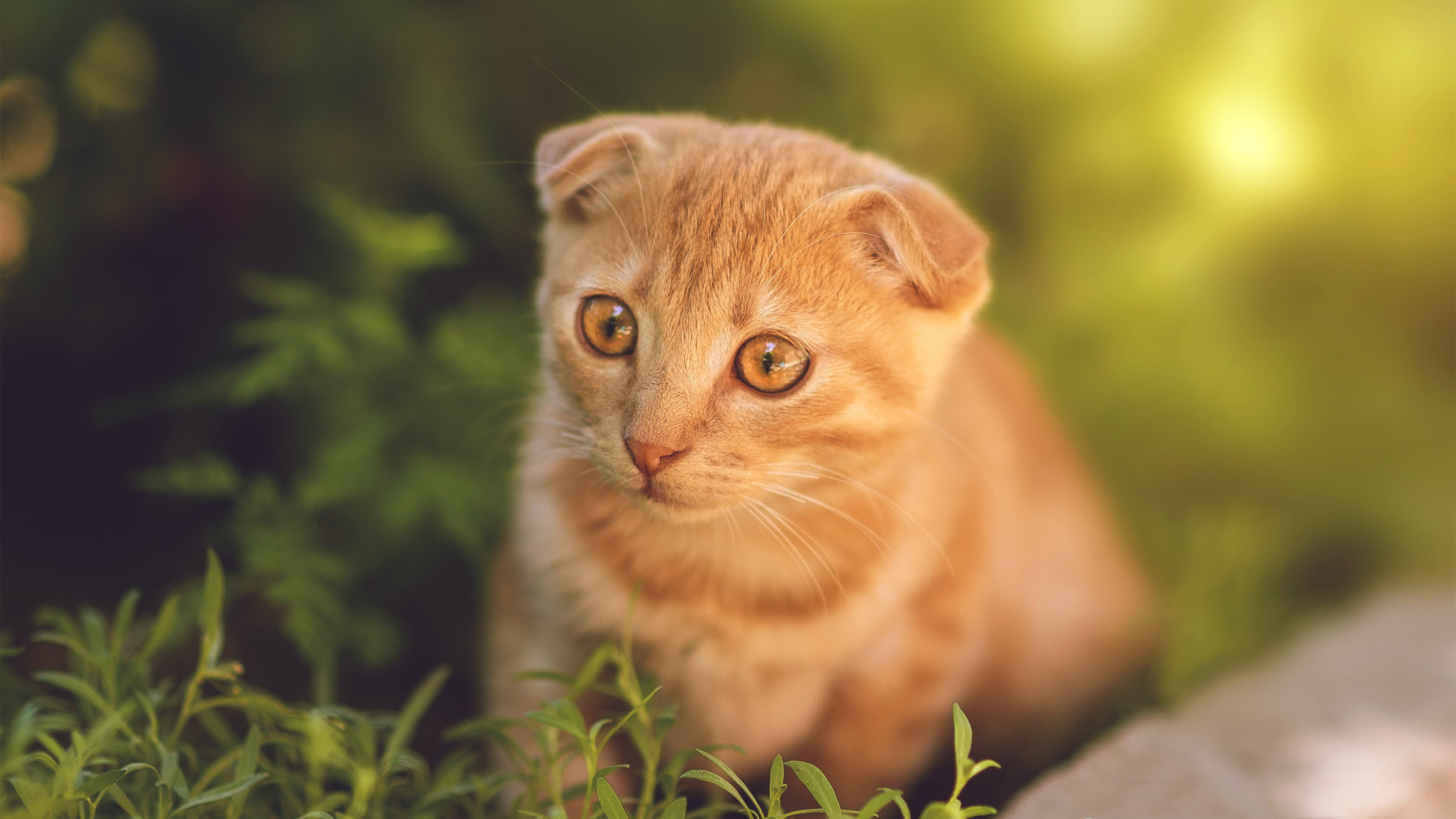 kaiyun开云·官方网站-赛事赞助合作模式多样化发展,赛事赞助协议