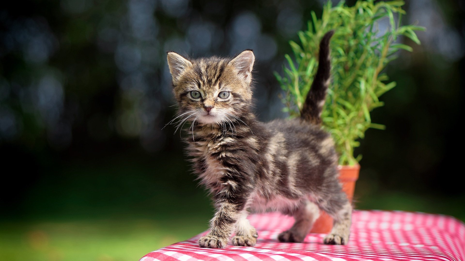 开云·体育官网-国际滑雪大赛成绩统计,国际滑雪比赛