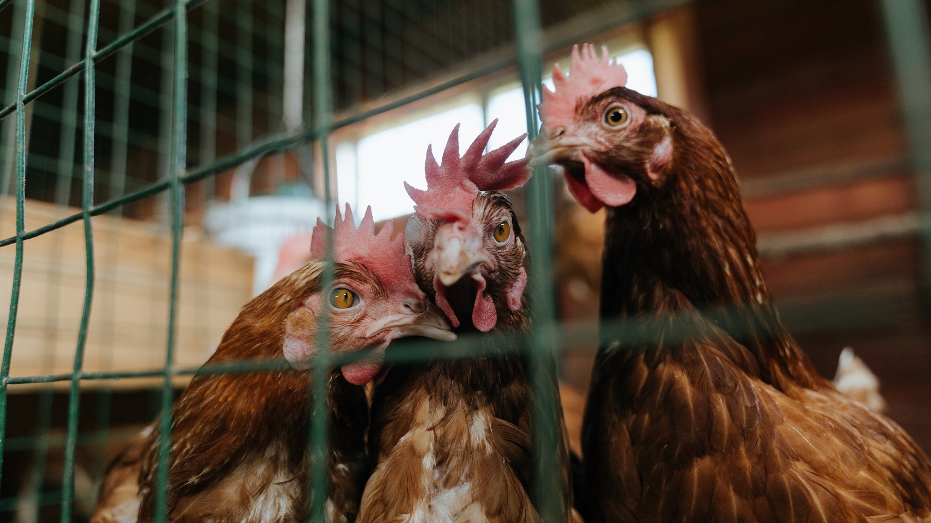 开云kaiyun-澳大利亚袋鼠队的复兴之路能否终结南非和新西兰的统治,袋鼠攻打澳大利亚