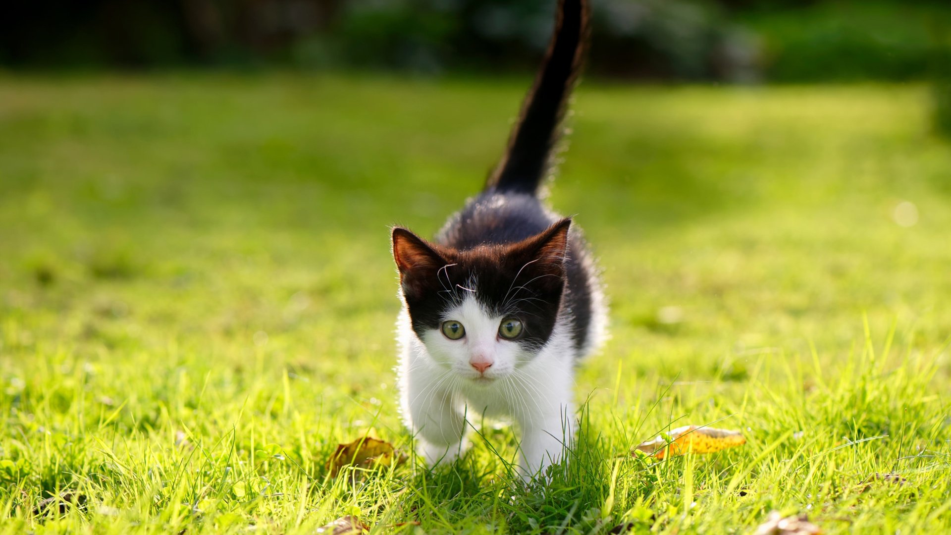 开云入口-男子橄榄球收视与门票仍占主导,男子橄榄球队