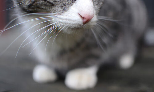 开云体育-美国队女子4×200米自由泳接力决赛成绩可圈可点，女子4×200米自由泳接力美国选手