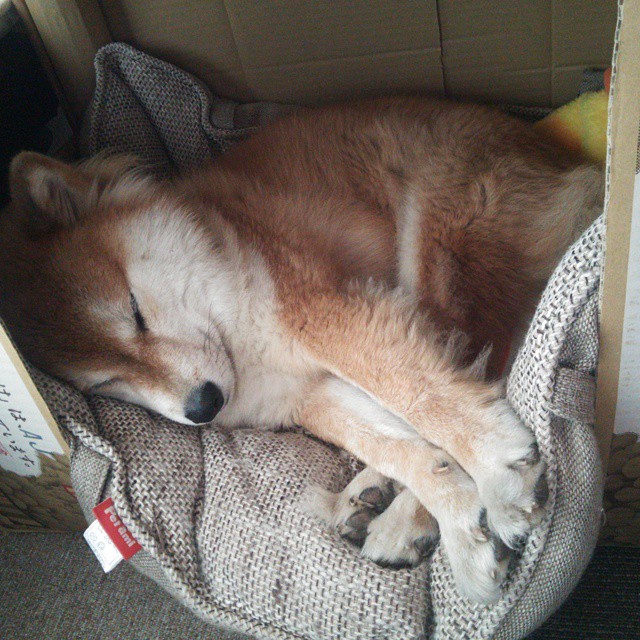 开云·Kaiyun网页版-荷兰队在欧洲预赛中表现出色,晋级指日可待